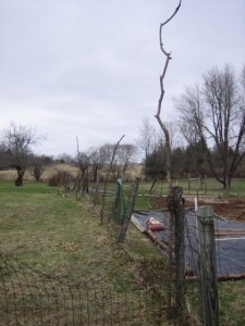 first fence posts