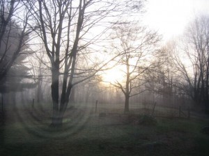 morning spring morning