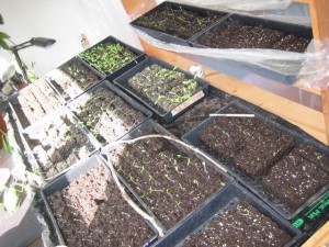 sprouts spring sprouts