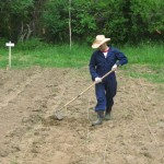 hoeing