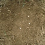 seeds on ground