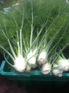 fennel