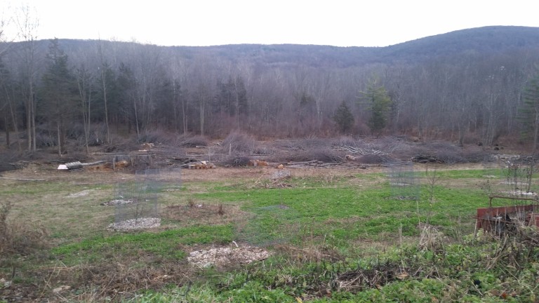 We did a lot of December tree work to make space for our first GHF wedding