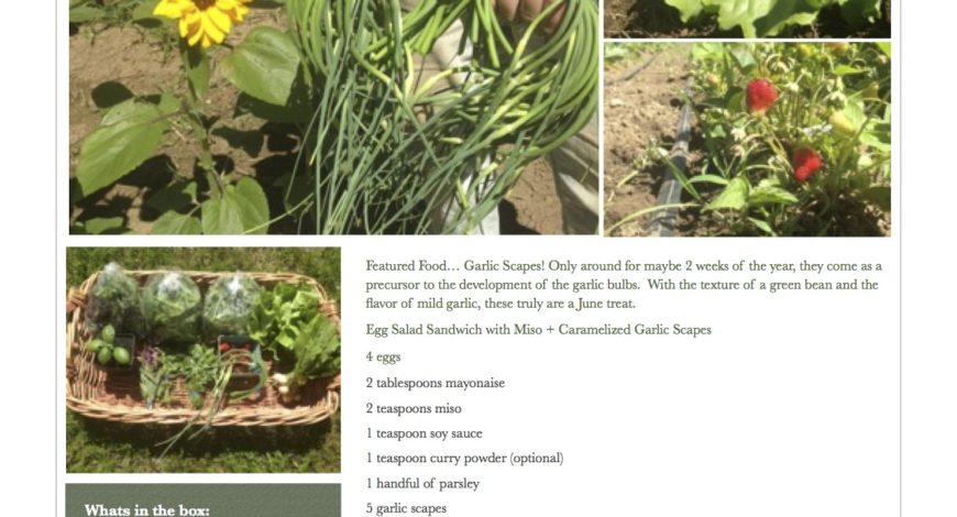 Fresh Vegetables Pawling NY